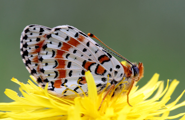 Melitaea didyma?